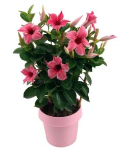 Mandevilla Sundaville Flamingo Pink Op Rek (Dipladenia) – Ø14cm – ↕40cm