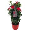 Mandevilla Sundaville Early Scarlet In Toren (Dipladenia) – Ø17cm – ↕55cm