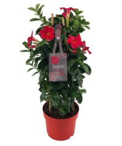 Mandevilla Sundaville Early Scarlet In Toren (Dipladenia) – Ø17cm – ↕55cm