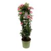 Mandevilla Sundaville Flamingo Pink In Toren (Dipladenia) – Ø24cm – ↕95cm