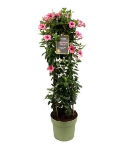 Mandevilla Sundaville Flamingo Pink In Toren (Dipladenia) – Ø24cm – ↕95cm