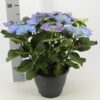 Hydrangea Frisbee Blauw (teller) (Hortensia) – Ø23cm – ↕50cm