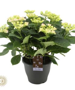 Hydrangea Frisbee Roze (teller) (Hortensia) – Ø23cm – ↕50cm