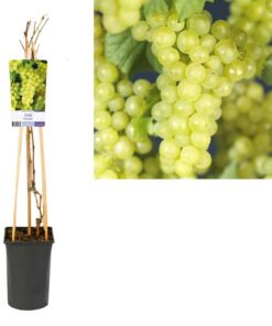 Vitis ‚Supaga‘ +light Label – Ø17cm – ↕75 cm