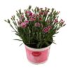 Dianthus Pink Kisses 17 CM © – Ø17cm – ↕40cm