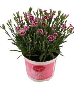 Dianthus Pink Kisses 17 CM © – Ø17cm – ↕40cm