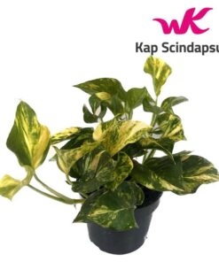 Scindapsus (Epipremnum) N’joy Gold – Ø12cm – ↕25cm