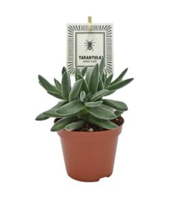 Crassula TARANTULA® – Ø8,5cm – ↕14cm