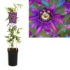 Passiflora Beervelde +light Label – Ø17cm – ↕75cm