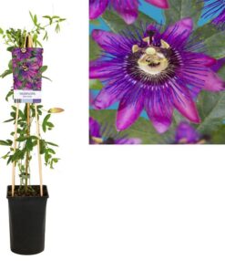 Passiflora Beervelde +light Label – Ø17cm – ↕75cm