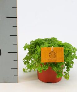 Pilea Depressa 12cm – Ø12cm – ↕20cm