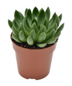 Echeveria Arco Rosetta – Ø8,5cm – ↕14cm