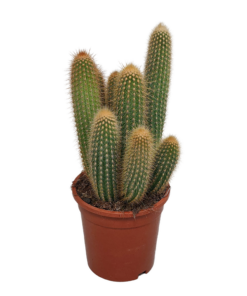 Vatricania Guentheri 17 cm – zonder pot