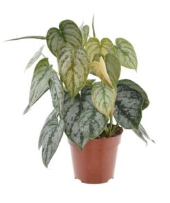 Philodendron Brandtianum – Ø12cm – ↕35cm