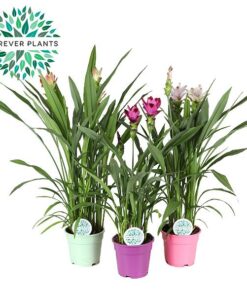 Curcuma Siam Mix – 3 Stücke – Ø17cm – ↕60-65cm