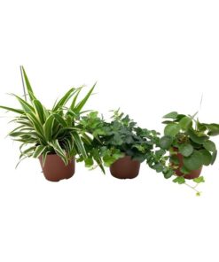 Green Mix Chlorophytum, Hedera, Pilea – 3 Stücke – Ø13cm – ↕35cm