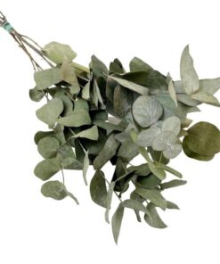 Getrocknete Blumen – Eucalyptus Cinerea – 6 Gebüsch – ↕50cm