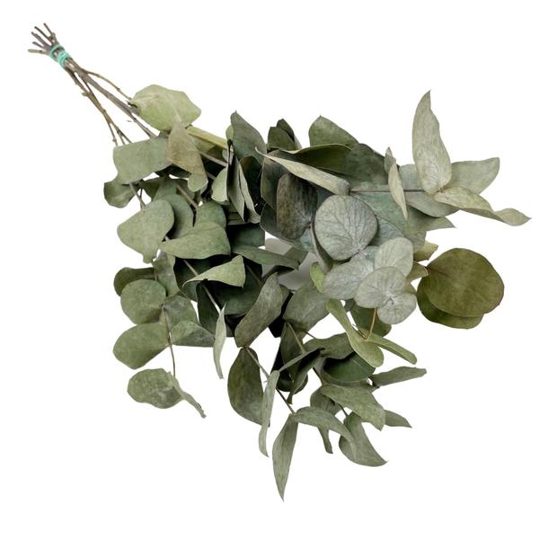 Getrocknete Blumen – Eucalyptus Cinerea – 6 Gebüsch – ↕50cm