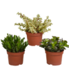 Crassula-Mischung 10,5 cm – 3x – zonder pot