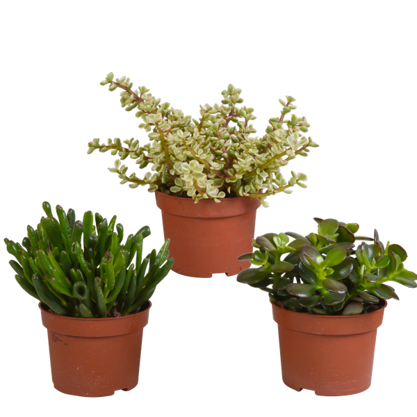 Crassula-Mischung 10,5 cm – 3x – zonder pot