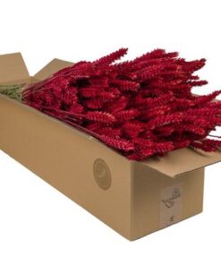 Getrocknete Blumen – Tarwe (Triticum) – Red – 4 Gebüsch – ↕60cm