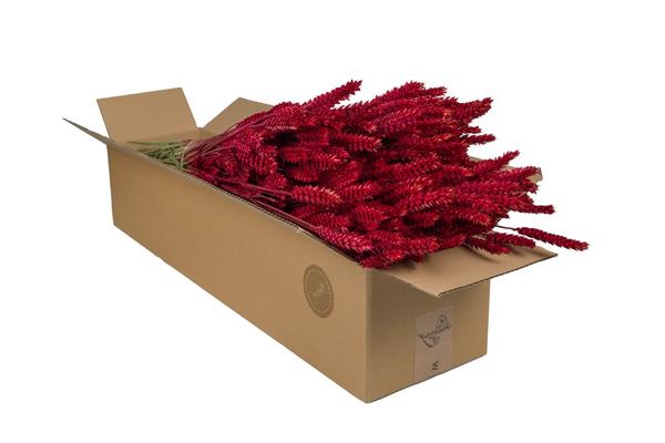 Getrocknete Blumen – Tarwe (Triticum) – Red – 4 Gebüsch – ↕60cm