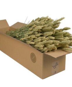 Getrocknete Blumen – Tarwe (Triticum) – Natural – 4 Gebüsch – ↕60cm