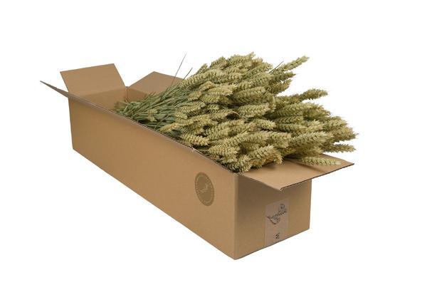 Getrocknete Blumen – Tarwe (Triticum) – Natural – 4 Gebüsch – ↕60cm