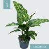 Dieffenbachia ‚Spotty‘ – Ø17cm – ↕75cm