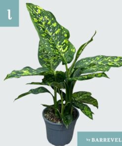 Dieffenbachia ‚Spotty‘ – Ø17cm – ↕75cm