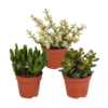 Crassula-Mix 8,5 cm – 3x – zonder pot