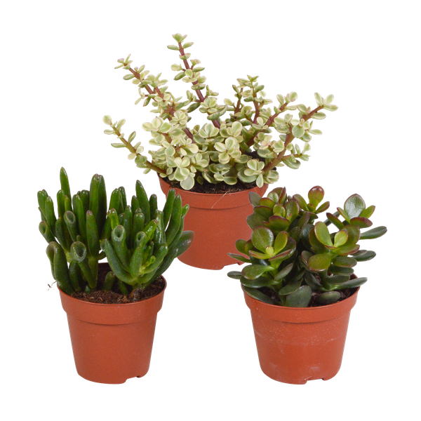 Crassula-Mix 8,5 cm – 3x – zonder pot