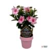 Mandevilla Sundaville Double Blush Pink Op Rek (Dipladenia) – Ø14cm – ↕40cm