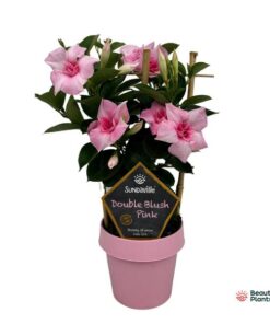 Mandevilla Sundaville Double Blush Pink Op Rek (Dipladenia) – Ø14cm – ↕40cm