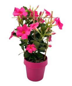 Mandevilla Sundaville Early Pink Op Rek (Dipladenia) – Ø14cm – ↕40cm