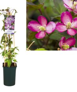 Clematis Montana ‚Van Gogh‘ +light Label – Ø17cm – ↕75cm