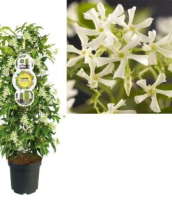 FleuraTerrazza C7 Trachelospermum Jasminoides +label – Ø28cm – ↕115cm