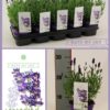 Lavandula Ang. ‚Ardèche Blue‘ 13 Cm – Ø13cm – ↕25cm