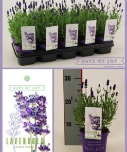 Lavandula Ang. ‚Ardèche Blue‘ 13 Cm – Ø13cm – ↕25cm