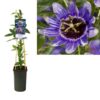 Passiflora ‚Purple Haze‘ +light Label – Ø17cm – ↕75cm