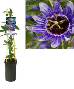 Passiflora ‚Purple Haze‘ +light Label – Ø17cm – ↕75cm