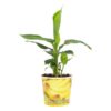 Musa Tropicana 12cm – Beker Banaan – Ø12cm – ↕38cm