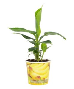 Musa Tropicana 12cm – Beker Banaan – Ø12cm – ↕38cm