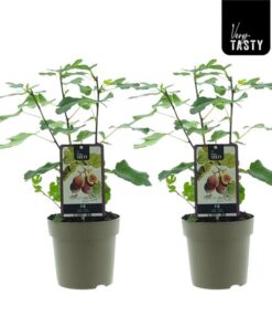 Ficus Brown Turkey (15018) – Ø15cm – ↕40cm