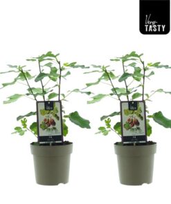 Ficus Precose De Dalmatie (15020) – Ø15cm – ↕40cm