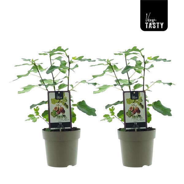 Ficus Precose De Dalmatie (15020) – Ø15cm – ↕40cm