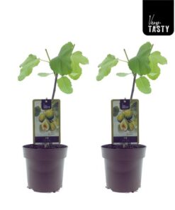 Ficus Panachee (15019) – Ø15cm – ↕40cm