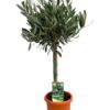 Olea Europaea „op Stam“ – Ø15cm – ↕60cm