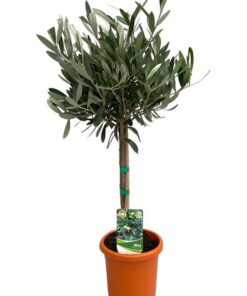 Olea Europaea „op Stam“ – Ø15cm – ↕60cm