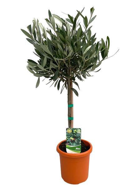 Olea Europaea „op Stam“ – Ø15cm – ↕60cm